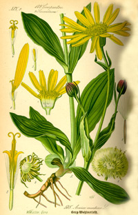 Illustration der Arnika-Pflanze